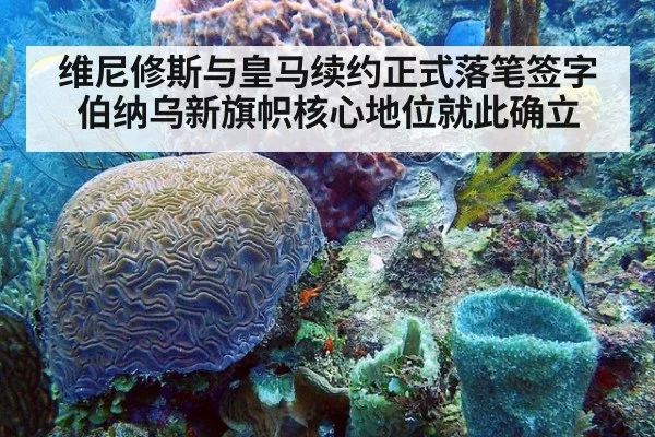 维尼修斯与皇马续约正式落笔签字 伯纳乌新旗帜核心地位就此确立